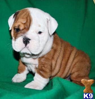 Travis Gorgeous Nightingale Bullies Shipping Included