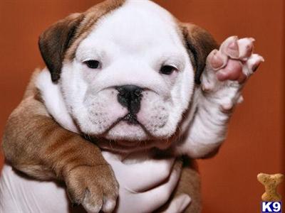 Caitlyn English Bulldog Puppy Available Shipping Included Nightingale Bullies
