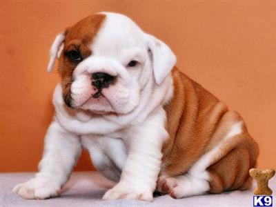 Charlize Fabulous Shipping Included www.nightingalebullies.com
