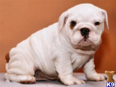 Babette English Bulldog Puppy Available Shipping Included