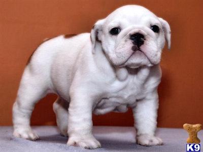 Dasha Gorgeous Quality www.nightingalebullies.com