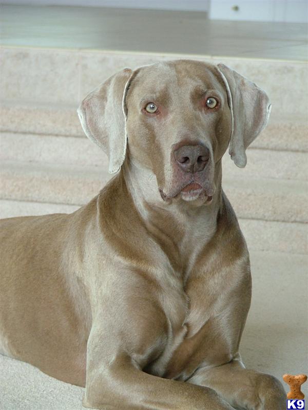 Max  animallover12345@live.com  