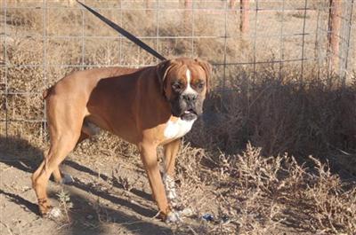 Cezar 100 euro bred boxer