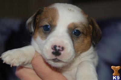 ukc champion line short russells