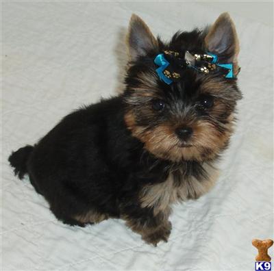 yorkies for sale