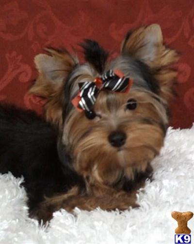 Little male yorkie Nicholas