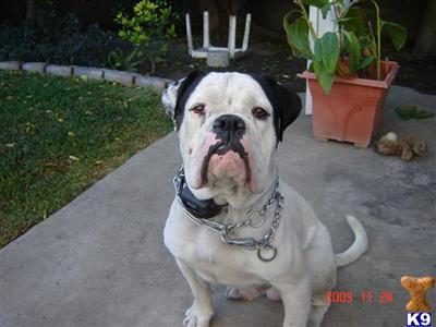 Maximus