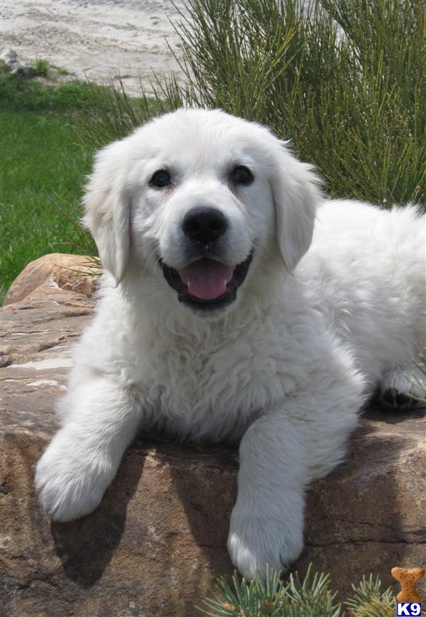 FULLY TRAINED PUPPY-  RESERVE YOURS TODAY