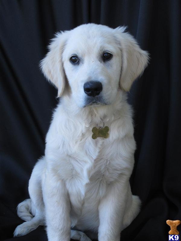 For the BUSY FAMILY or BEGINNER- FULLY TRAINED PUPPY