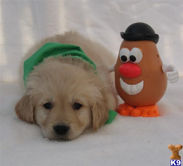 ADORABLE PUPPY TO SNUGGLE - RESERVE TODAY