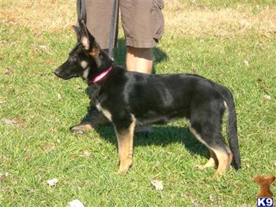 black males one bicolor female