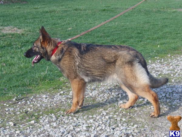 Solid working dog pedigree 