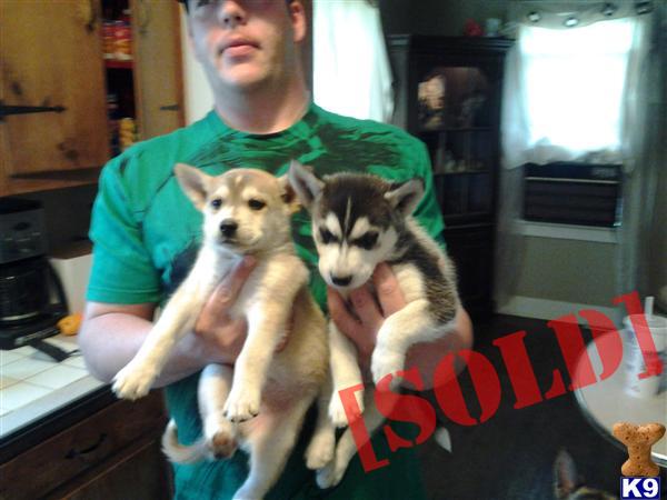 puppies for sale