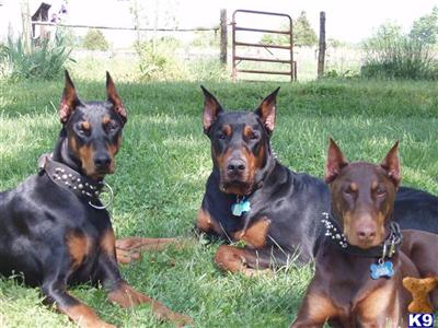 Fantoms Blue Mischief