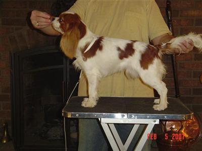 Beautiful Blen Boy with nice pedigree