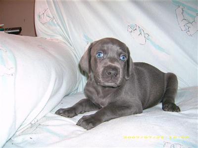 weimeraner puppies for sale