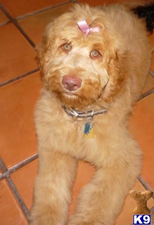 Australian/American Labradoodles expected 