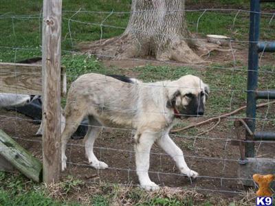 Anatolian Shepherd female