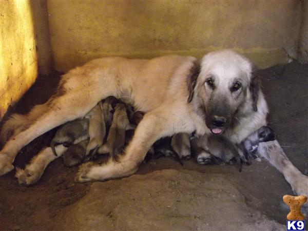 Anatolian Shepherd Puppies out of IMPORTED bloodlines