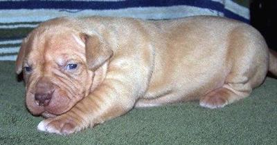 ~XL Dangerzone Puppies~