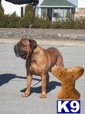 CKC Bullmastiff Pups 