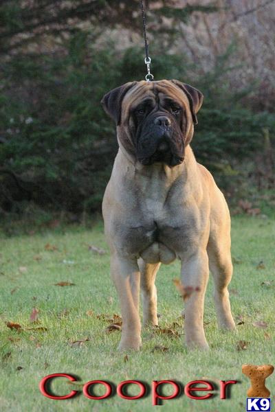 CKC Bullmastiff Pups 
