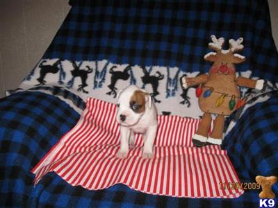 AKC Champion Bloodline Puppies