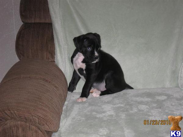 AKC Boxer Puppies-Champion Grandsired
