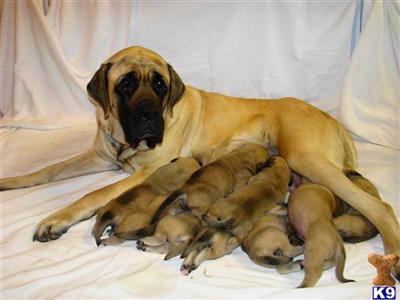 English Mastiff Puppies Jan. 6, 2010