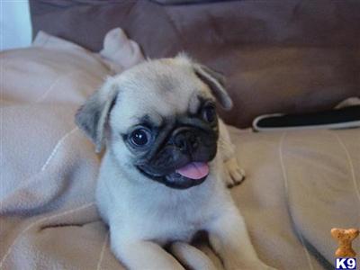 Pug Boy