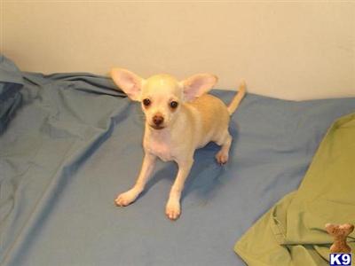Adorable Chihuahua puppies