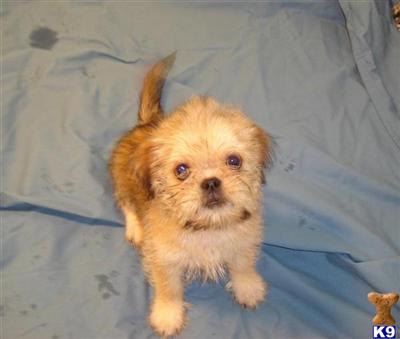 Griffonese Puppies