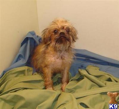Brussels Griffon Boy