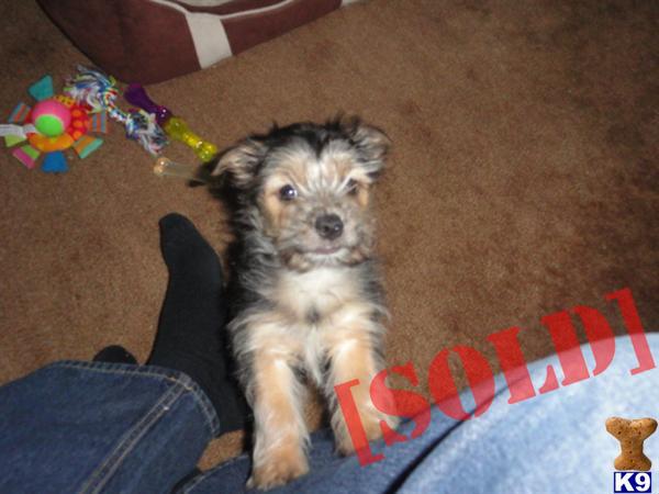 half maltese half yorkie document moved half maltese half yorkie document moved