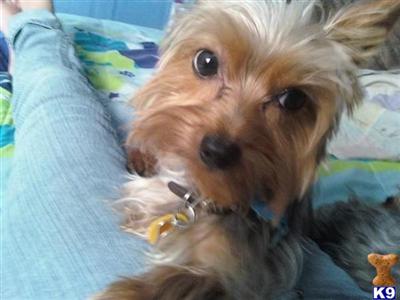 male yorkie