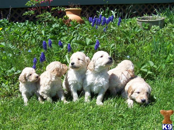 black goldendoodle puppy. 2011 mini goldendoodle puppy.