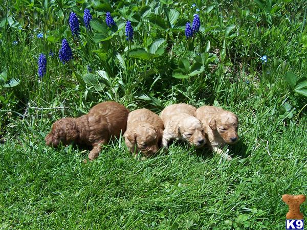 goldendoodle puppy cut. red goldendoodle puppies
