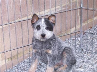 GRANT LANE KENNELS