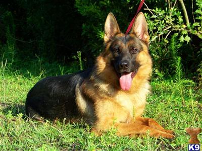 German Shepherd Puppies