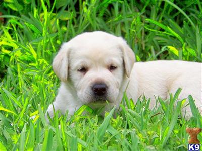 Gorgeous Labrador Puppy