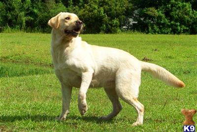 Ch Sired Labradors due this fall
