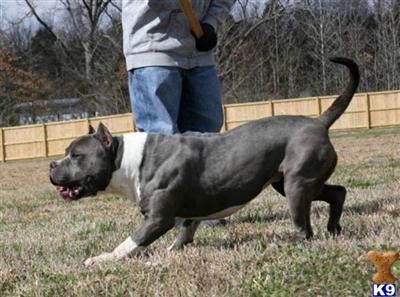 KING ROYAL KING LION SON
