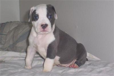 True Blue Silver Hazed Pups
