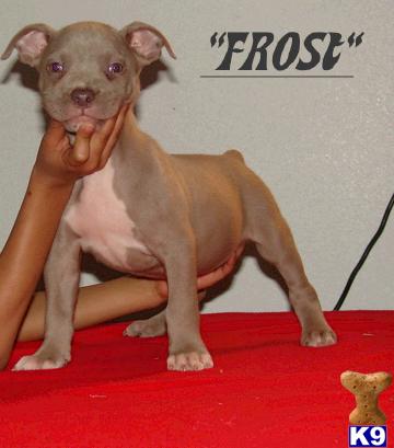 BLUE AND CHAMPAGNE 2x KING LION BREED AMERICAN PIT BULLS UKC REGISTERED
