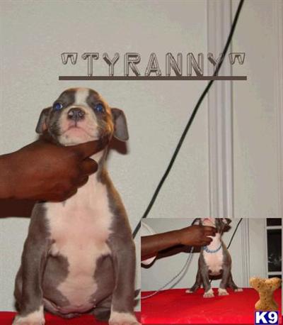 BLUE AND CHAMPAGNE 2x KING LION BREED AMERICAN PIT BULLS UKC REGISTERED
