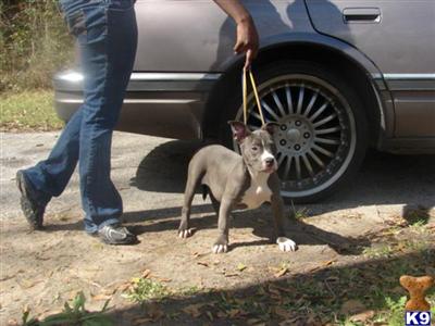 BLUE AND CHAMPAGNE 2x KING LION BREED AMERICAN PIT BULLS UKC REGISTERED