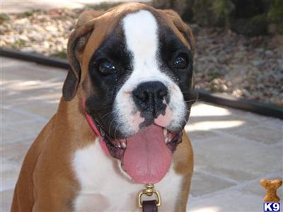European Boxer Puppies For Sale