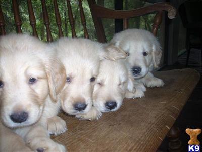 AKC CH Golden Puppies - English/American