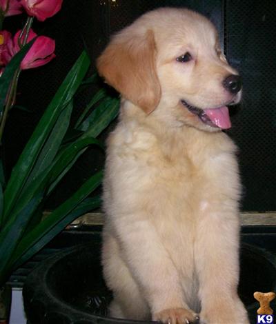 Gorgeous Golden Puppies 
