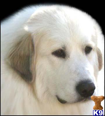 great pyrenees puppies